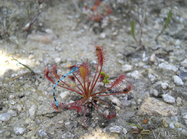 Merenda de Drosera.jpg